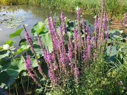 Image result for Lythrum