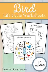 Life Cycle Of A Bird For Kids In 2020 Life Cycles Life Cycles Activities Animal Activities For Kids