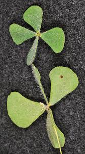 Image result for Marsileaceae