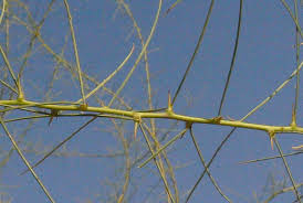 Image result for Parkinsonia africana