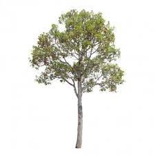 Tree Png Images Download 85000 Tree Png Resources With Transparent Background In 2021 Tree Photoshop Watercolor Tree Cartoon Trees