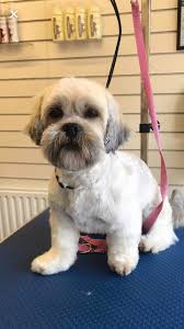 Paws & claws pet care. Paws With Thought Dog Grooming Boutique Kendal 2021 All You Need To Know Before You Go Tours Tickets With Photos Tripadvisor