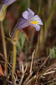 Orobanche Cernua ile ilgili gÃ¶rsel sonucu