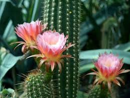 Watering incorrectly probably accounts for 90% of all no matter how many times you squeeze the trigger, you're only going to wet the top few about a week ago, i also bought a senecio haworthii and read somewhere that i should only water it very. 6 Tips To Understand How Often Do You Water A Cactus