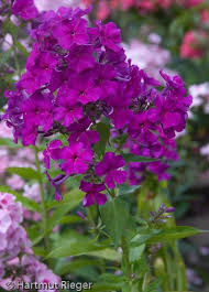 Hartmut Rieger Phlox The King Steinbrunnen Garten Steinbrunnen Blumen