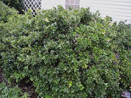 Carissa holly is a compact, dense evergreen shrub with small, glossy, dark green leaves, each with the shrub stays small, eventually growing to 8 feet if not pruned. World Plants