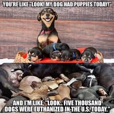 Now that you know what to expect when adopting your rottweiler puppy, you need to decide where your. Pin On Dogs Cats Animals