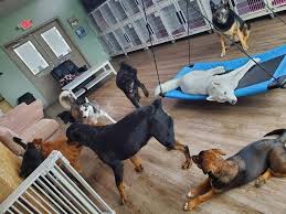 Fort wayne animal care & control's adoption process. Pet Boarding Pet Care Technicians Fort Wayne In