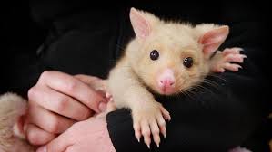 This Golden Brushtail Possum Is Saying Hi Animals