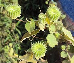 Image result for Abutilon hirtum