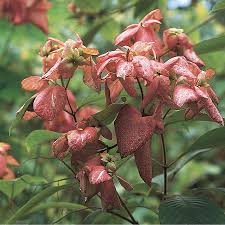 Image result for Mussaenda