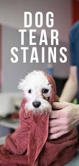 Reducing the bun and creatinine levels in your dog may be possible by trying a few different methods. Best Dog Tear Stain Remover For Clean And Clear Fur