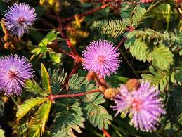 Image result for Mimosa pudica