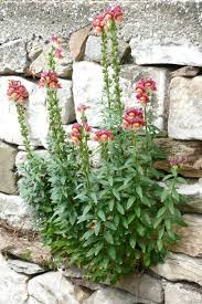Image result for Antirrhinum