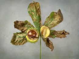 Check spelling or type a new query. Uk S Conkers And Horse Chestnut Trees Under Threat The Independent The Independent