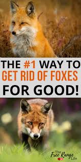 And i don't mean marking your territory around the chicken coop or run. How To Get Rid Of Foxes Arxiusarquitectura