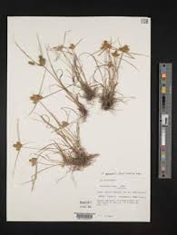 Image result for Cyperus cuspidatus