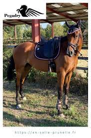ensemble dressage pegadry dressage cheval sous la pluie