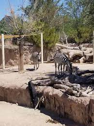 El Paso Zoo Animals El Paso Zebra