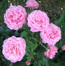Everything beautiful.a place to escape. I Love My Belinda S Dream Roses