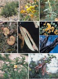 Image result for Gelrebia glandulosopedicellata