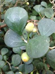 Image result for Ficus scassellatii