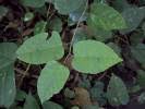 Image result for Ampelocissus multistriata