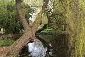 Willow trees are also a source of salicylic acid and was a part of early herbal pharmacies. Interesting Facts About Weeping Willow Trees Lovetoknow