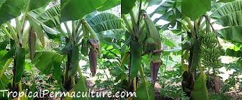 Maybe you would like to learn more about one of these? Growing Bananas How To Grow Banana Plants And Keep Them Happy