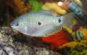 Karena ikan ini sering dikonsumsi dan dijadikan lauk pauk teman nasi. Ikan Sepat Hias Info Lengkap Jenis Dan Harganya Ikan Hias Air Tawar Laut Dan Aquarium