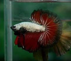 Aquabid Com Halfmoom Betta Auctions Fri May 9 08 50 05 2014 Halfmoon Betta Betta Betta Fish