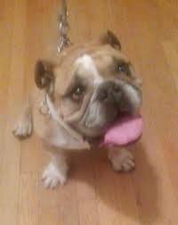 They flew him from cleveland to vermont to find out that he was a. Adopt Luca On Petfinder English Bulldog Dog Bulldog Bulldog Dog