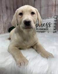 We hope you will find the cutest and adorable puppy here that makes you happy for life. Puppys R Us