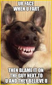 Free 21 Hillarious Dogs Memes That Will Put A Smile On Your Face In 2021 Funny Animal Jokes Funny Dog Memes Animal Jokes