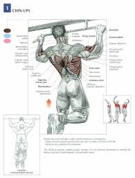 Image Result For Chart Of Muscle Movements And Exercises