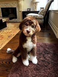 Check spelling or type a new query. Miniature Aussiedoodle Dog Breed Info Pictures Facts Traits Doggie Designer Labradoodle Puppy Puppy Stages Australian Labradoodle Puppies