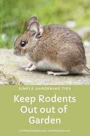 The norway rat is a commensal rodent, meaning it lives in close association (literally. How To Keep Rodents Out Of The Garden Naturally And Safely Rodent Repellent Plants Garden Plants Vegetable Natural Rodent Repellant