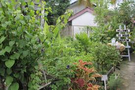 Saya memang dah lama teringin nak tanam pokok ulam raja tapi tak ada benih. Sejuk Tangan Dia Ini 9 Rahsia Taman Herba Belakang Rumah Teres Lot Tengah Subur Menghijau Mingguan Wanita