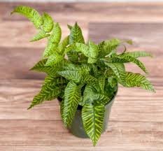 Image result for Coniogramme