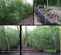 Clay soil is generally to compacted for growing and is usually to wet in winter and to dry in summer. Landscaping Botanical Nursery Garden Bamboo Grasses Hardy Exotics
