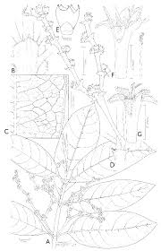 Image result for Craterispermum