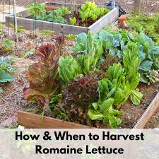 In comparison to other types of lettuce, romaine is considered more heat tolerant and bolt resistant. How To Harvest Romaine Lettuce Together Time Family