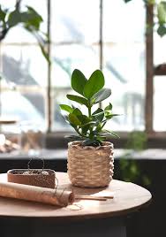 Pin Na Doske P L A N T S