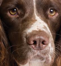 We did not find results for: English Springer Spaniel