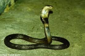 Som enkelte andre kobraer, kan den spytte gift for å forsvare seg; Www Zootierliste De