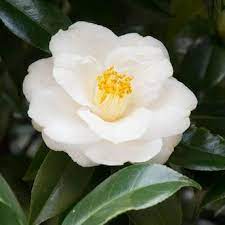 National Plant Network 1 Gallon White Camellia Flowering Shrub In Pot Lowes Com White Flowering Shrubs White Camellia Flowering Shrubs