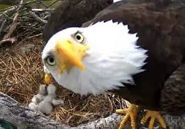 Bald Eagle Family Welcomes Spring With 2 Babies Washington D C Eagle Pictures Funny Animal Pictures Bald Eagle