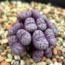 Image result for Conostomium