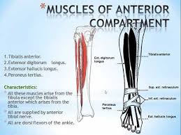 Polish your personal project or design with these leg muscle transparent png images. 46 Muscles Of Anterior Compartment Of Leg Youtube