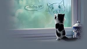 تحميل 100 صورة خلفيات قطط رائعة وعالية الدقة مداد الجليد Cat Wallpaper Cat Memes Kittens Funny